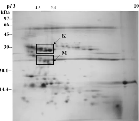 FIGURE 2 Two-dimensional gel analysis of the protein components from American-Western diamondback rattlesnake (Crotalus atrox)