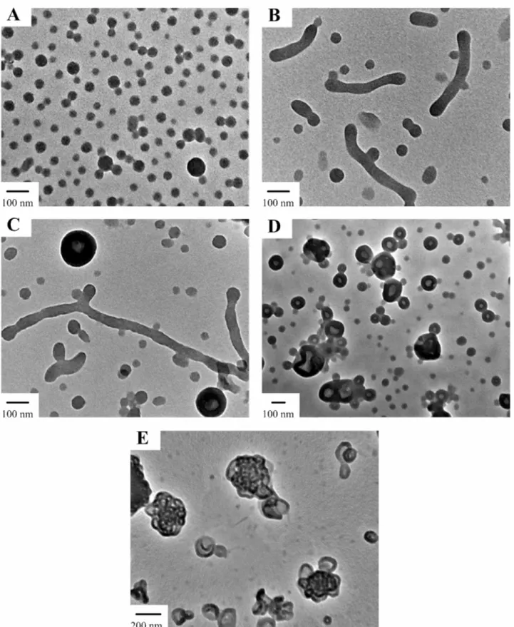 Figure 1-2. Morhological transition with varying water content in water/DMF system: (A) a pure  sphere morphology at 5.7 wt% water; (B) a mixed spheres and cylinders at 8.3 wt% water;(C) a  mixed cylinders and vesicles at 10.9 wt% water; (D) a pure vesicle