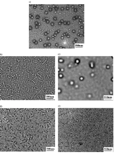 Figure 3-3. TEM images of PF 7 -b-PAA 70  aggregates in dilute solution of DCM and methanol with  methanol contents of (a): 10 vol %, (b): 25 vol %, (c): 50 vol %, (d): 75 vol %, and (e): 90 vol %  respectively