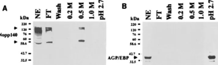 FIG. 2. Western blot analysis of fractions eluted from an anti-AGP/EBP antibody affinity column by using anti-Nopp140 and anti-AGP/EBP antibodies.