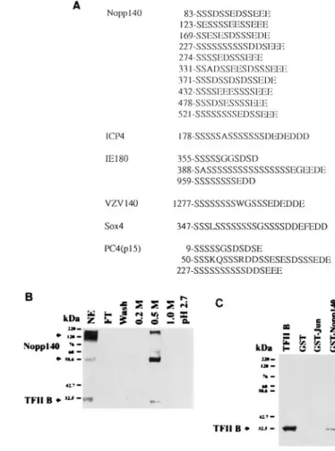 FIG. 7. Nopp140 interacts with TFIIB. (A) Several stretches of serine and acidic amino acid-rich sequences in Nopp140 were similar to the sequences of a number of transcription factors, including HSV-1 ICP4, VZV IE62, IE180, Sox-4, and PC4 (p15)