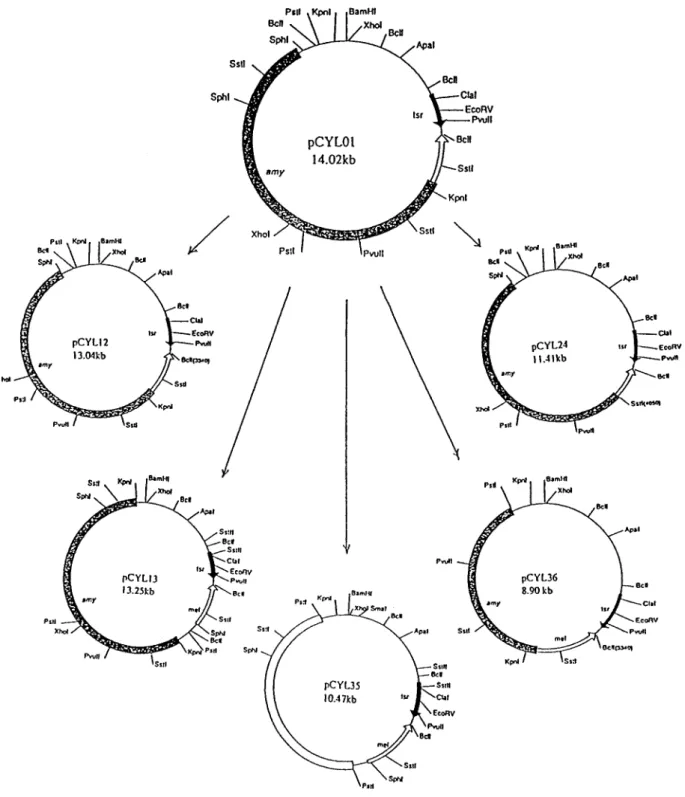 Figure 1. Subcloning strategies of the a-amylase gene from S. rimosus TM-55. Solid bar with tsr indicates thiostrepton-resistant; open bar with mel indicates tyrosinase and dot bar with amy indicates a-amylase, respectively
