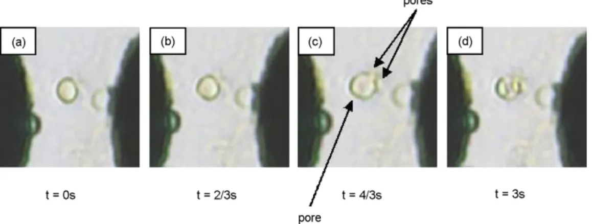 Fig. 6. Micrographs of time evolution of leukocytes being lysed by 3-D electrodes under excitation of 10 V, 100 ␮s pulse (same as that in Fig