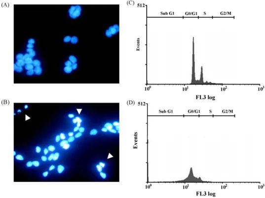 Fig. 9. Detection of 24p3 protein inducedRL95-2 cells DNA damage. Cells were cultured in cover slips with 10 ␮M 24p3 protein supplement for 24 h; the formation of DNA damage can be observed under a fluoromicroscope after DAPI staining