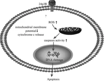 Fig. 10. Proposed the way of 24p3 protein-induced apoptosis. This schematic depicts the caspase pathway involved in apoptosis