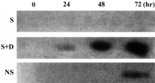 Fig. 1. Time-dependent effect of dexamethasone on 24p3 protein secretion. RL95-2 cells were cultured for 24 h, different fresh media were changed and the cultures were continued in with (S) or  with-out (NS) 10% FBS or 10% FBS medium containing 0.75 mM DEX