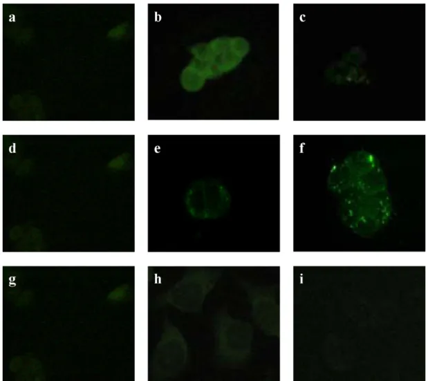 Fig. 2. 24p3 protein specific binding assay and internalization. 1.2 × 10 5 RL95-2 cells and HeLa cells were grown on coverslips in MEM medium.