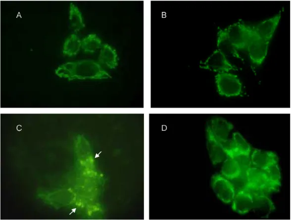 Fig. 7. Immunofluorescence detection of mitochondrial cytochrome c release from RL95-2 cells