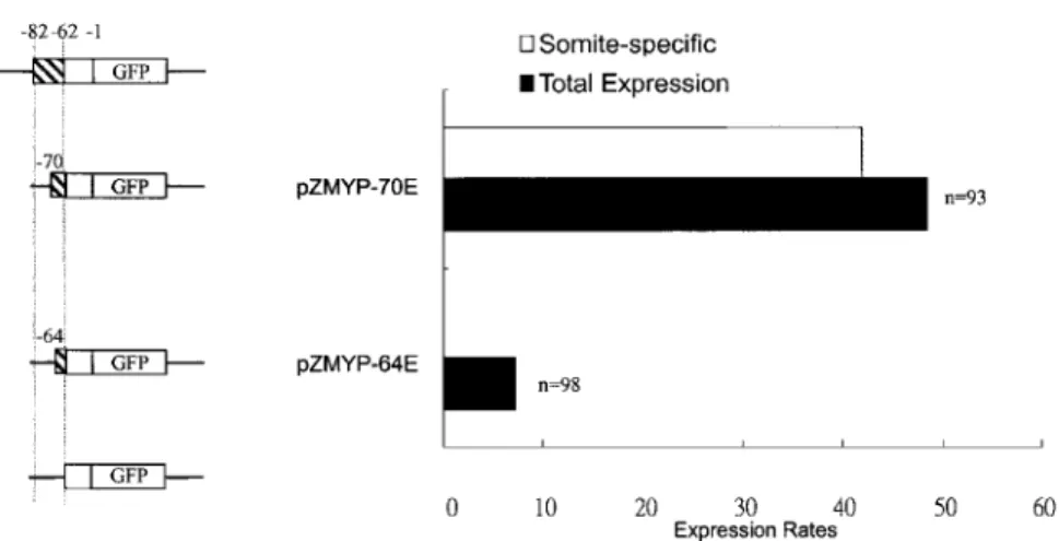 Fig. 6. Cassettes ⫺66/⫺62 and ⫺70/⫺62 di- di-rect ubiquitous and somite-speciﬁc  expres-sion, respectively