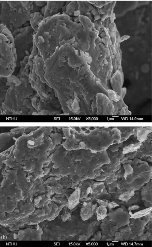 Fig. 2. SEM images of (a) pretreated iron surface and (b) nonpretreated iron surface with a magnification of 5000 ×.
