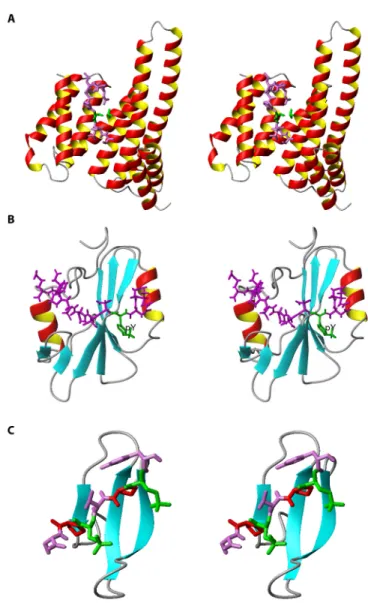 Fig. 11. Stereoviews of structures of other protein-protein interaction domains. (A)  X-ray structure of the 14-3-3 domain in  com-plex with a phosphopeptide RLYH(pS)LPA (PDB code: 1QJA) ( 134 )