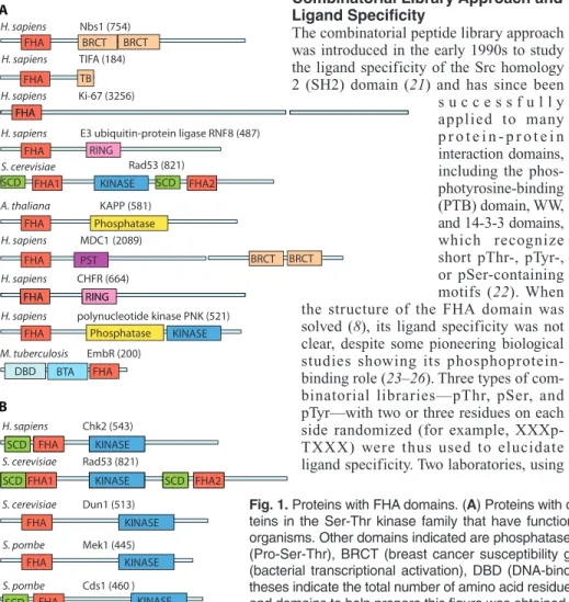 Fig. 1. Proteins with FHA domains. (A) Proteins with diverse functions in different organisms