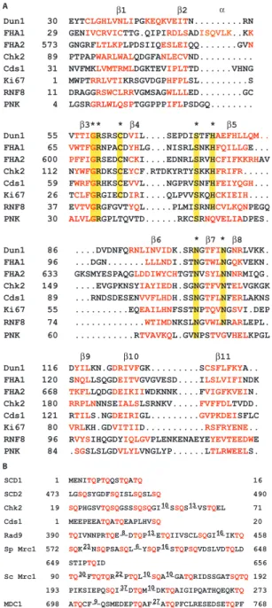 Fig. 4. Sequence alignments. (A) FHA domains. The residues colored in red highlight the 11 conserved β strands among FHA domains, while yellow highlights indicate conserved residues