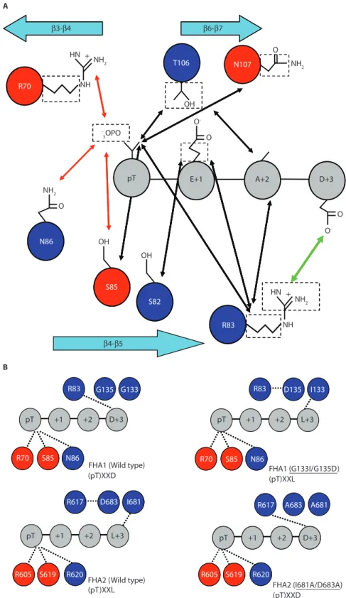Fig. 6. Schematic representation of the structural basis of the pTXXD specificity of FHA1 for pTXXD compared with the  speci-ficity of FHA2 for pTXXL