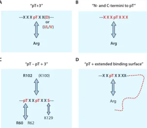 Fig. 7. Illustration of four different mechanisms of ligand binding by FHA domains. (A) Schematic illustration of the “pThr+3” mechanism, in which some FHA domains recognize their targets mainly by the presence of the pThr and the residue at the +3 positio