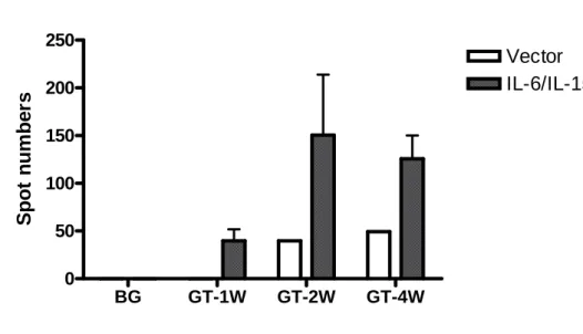 Fig9  BG GT-1W GT-2W GT-4W050100150200250 Vector IL-6/IL-15Spot numbers