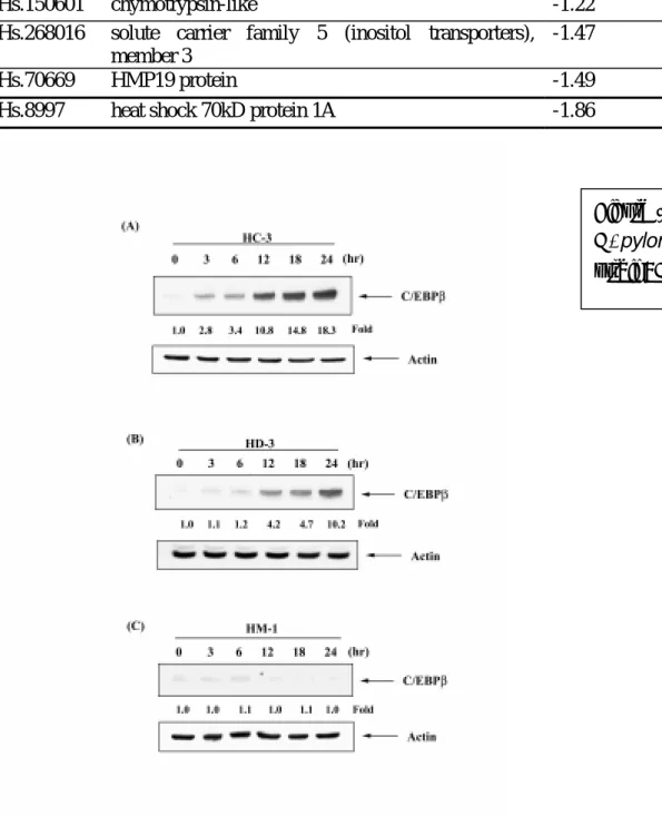 Figure 1 Western blot analysis  H. pylori in AGS cells. HC-3: GC strain: HM-1: MA strain