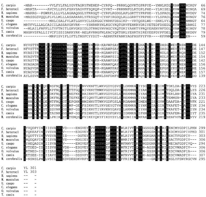 Fig. 2. Alignments of cathepsin Z. Data were obtained from GenBank: C. carpio, AY949988; F