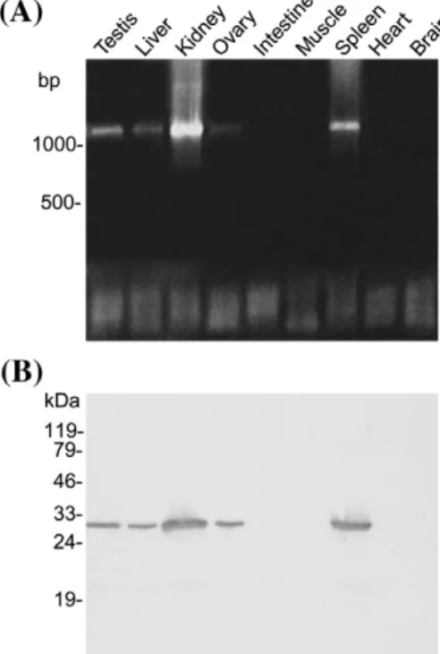 Fig. 4. Change in cathepsin Z transcripts during oocyte maturation. Twenty microgram of total RNA prepared from oocytes treated with GnRH analog for varying period of time was analyzed on a 1% agarose gel
