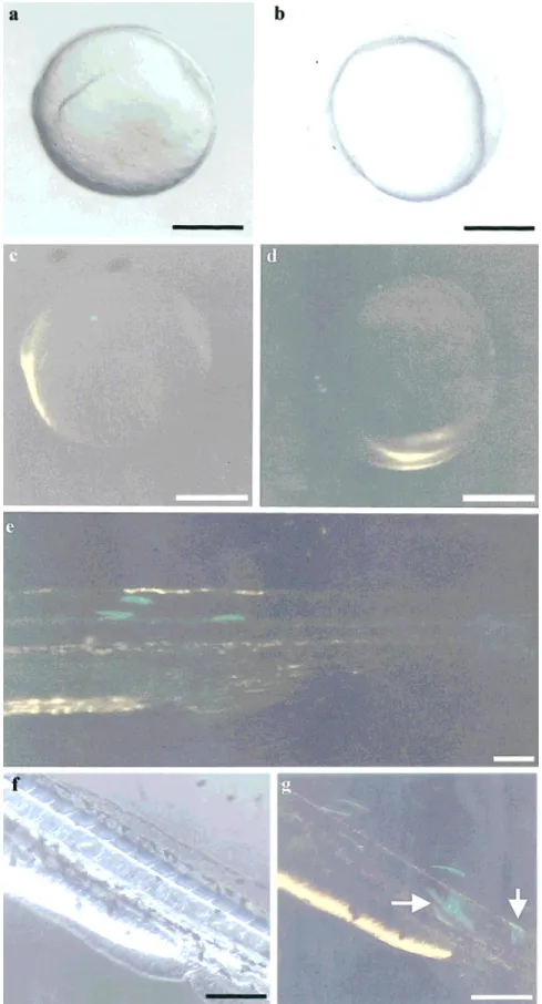 FIG. 6. EGFP expression patterns in transgenic embryos. Fertilized eggs were microinjected with pZMYP-2937E, in which the EGFP cDNA was controlled by a 3-kb, upstream region of zebrafish myf-5