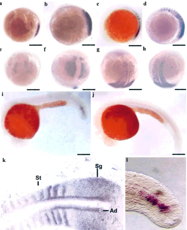 FIG. 3. Expression patterns of zebrafish myf-5 as determined by whole-mount in situ hybridization