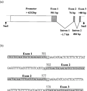 FIG. 5. Partial genomic structure of the zebrafish myf-5 gene. (a) Schematic illustration of the partial genomic structure of zebrafish myf-5 isolated from a recombinant phage clone