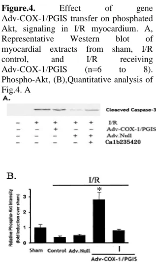 Figure 3. Effect of Adv-COX-1/PGIS gene transfer on cardiomyocyte apoptosis after acute I/R injury
