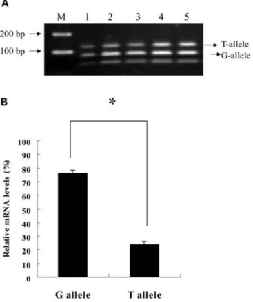 Fig. 1.   The allele-specific mRNA expression of adiponectin gene in the omental  adipose tissue from 21 subjects with heterozygous T/G genotype assayed by PCR