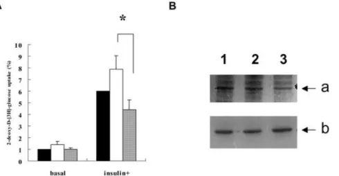 Fig. 2.   A The basal and insulin-stimulated glucose uptake and adiponectin protein  levels in the differentiated 3T3-L1 adipocyte pools harboring sense, antisense  adiponectin gene, or vector alone, The basal glucose uptake of the cells transfected  with 