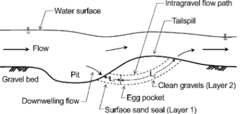 Fig. 1. Typical morphology of salmonid spawning nest (redd), with a pit upstream and a tailspill downstream