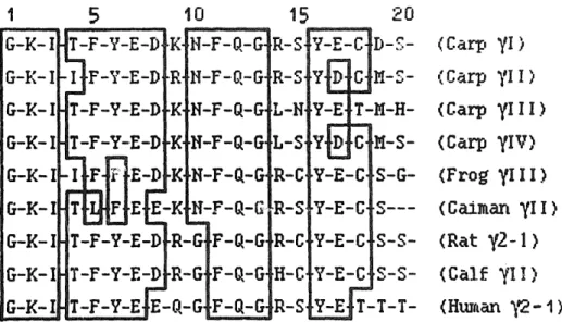 Fig.  5.  Comparison  of  N-termina~  sequences  of  ~,-crystallins  from  various  species