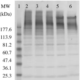 Figure 2.    Protein expression of HUVEC treated with different oxidative grades of LDL  for 24 hrs