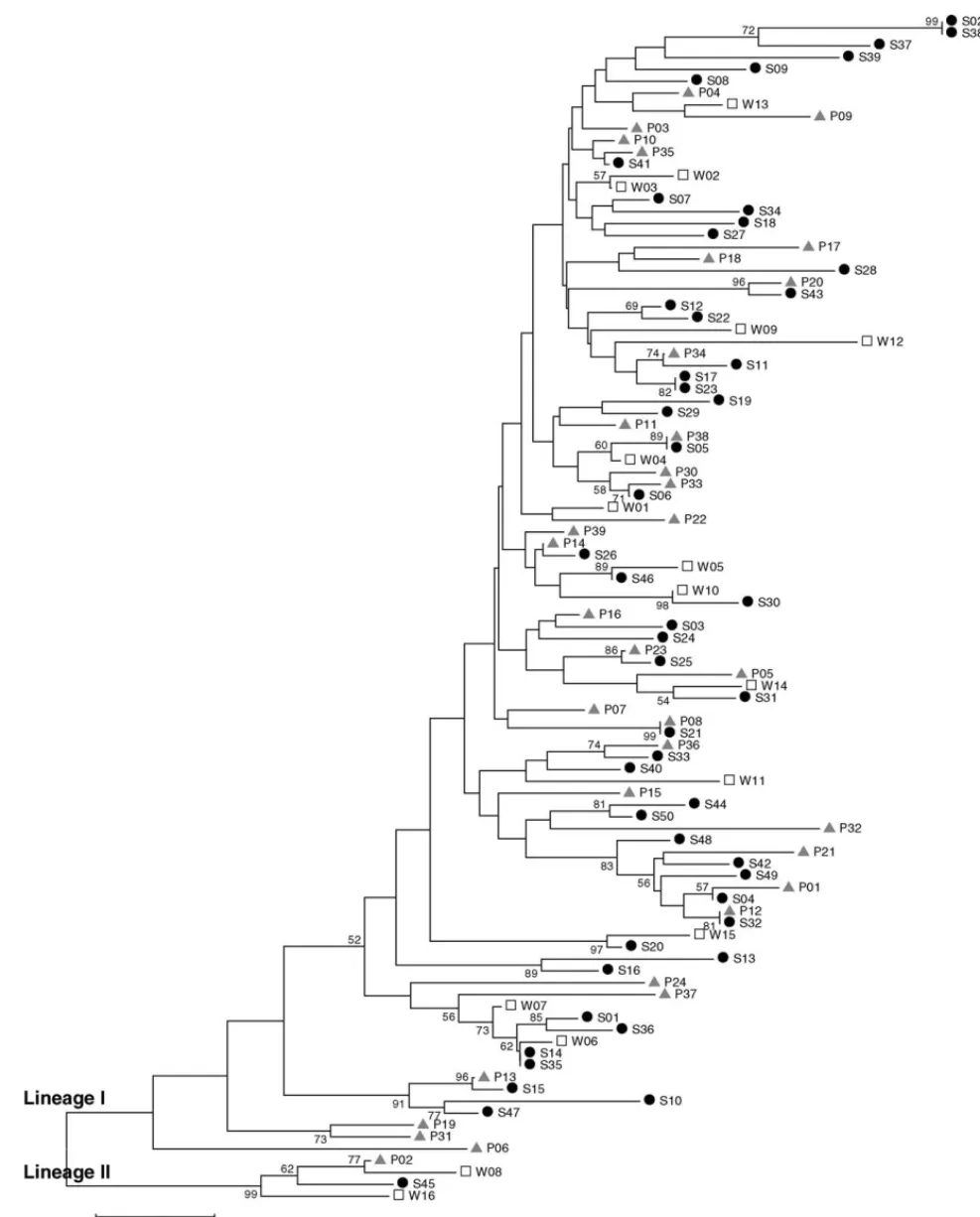 Fig. 2. Neighbor-joining tree estimated from Kimura two-parameter distances among mtDNA lineages of bigeye tuna