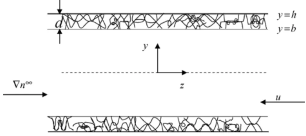 Fig. 1. Geometrical sketch for the diffusioosmosis in a capillary slit with each of its inside walls covered by a layer of adsorbed polyelectrolytes.