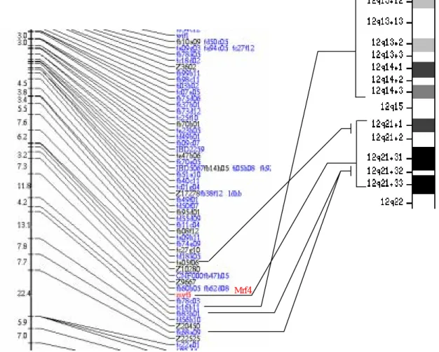 Fig. 2.  斑馬魚 mrf4 基因在染色體的位置上與人類染色體保守性之分析 