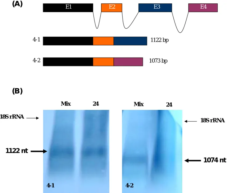 Fig. 3.  斑馬魚 mrf4 基因的 exon 與 intron 組成(A)以及所另類剪接之 ZMRF4-1 與 ZMRF4-2 的 北方墨點法分析(B) 