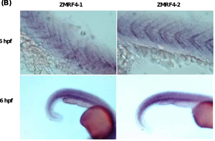 Fig. 5.  斑馬魚另類剪接之 ZMRF4-1 與 ZMRF4-2 的 whole mount in situ hybridization 分析