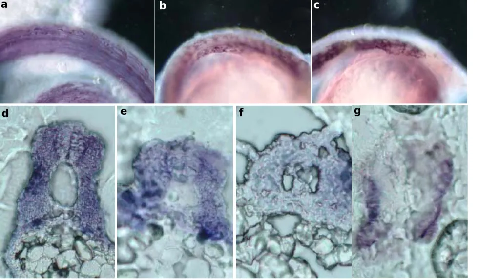 Fig. 6.  野生種斑馬魚(a, b, d, e)與 MRF4 knockdown 斑馬魚(c, f, g)之快慢肌分佈情形分析 