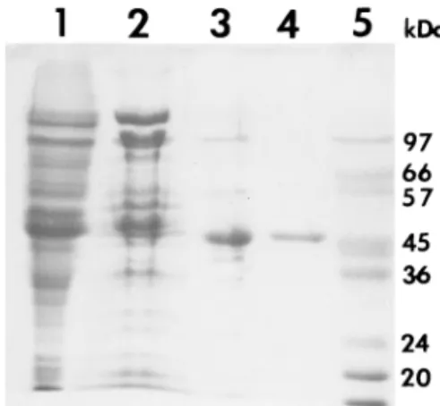 FIG. 1. Purification of ornithine racemase. Shown are the results from so- so-dium dodecyl sulfate-polyacrylamide gel electrophoresis of samples taken after each step of the purification (gel stained with Coomassie brilliant blue)