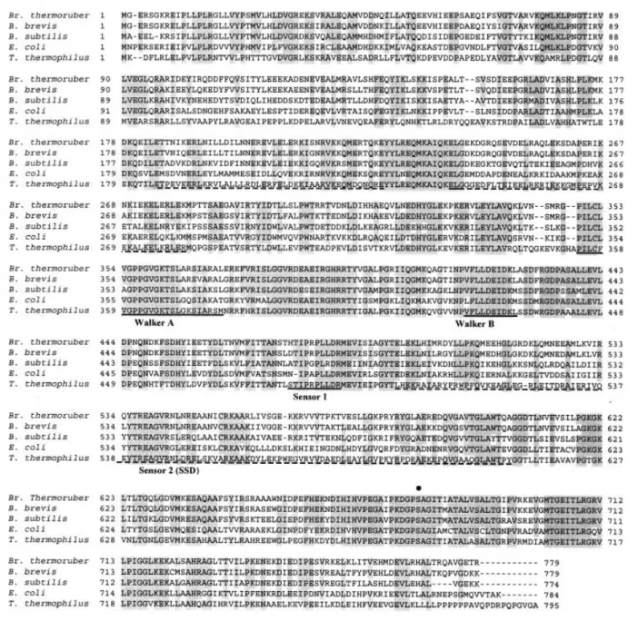 Fig. 2. Multiple alignments of amino-acid sequences of Bt-Lon and other Lon proteases