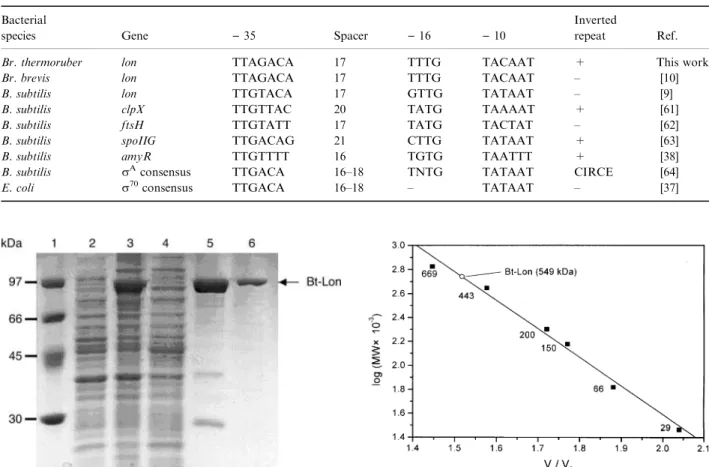 Fig. 3. SDS/PAGE analysis of expression and puriﬁcation of the recombinant Bt-Lon. Lane 1, molecular mass markers (in kDa):