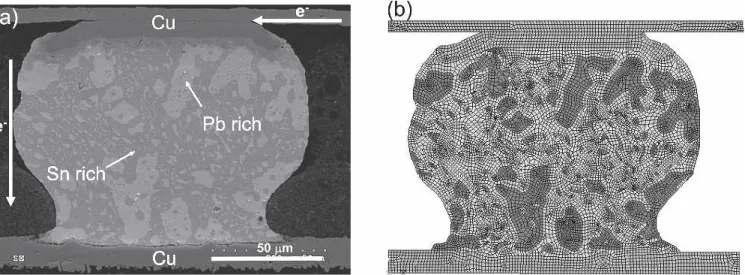 Fig. 2. (a) Microstructure of the solder joint before current stressing. (b) Two-dimensional ﬁnite element mesh, which involved initial patterns of Sn matrix and Pb grains shown in (a), used for the calculation.