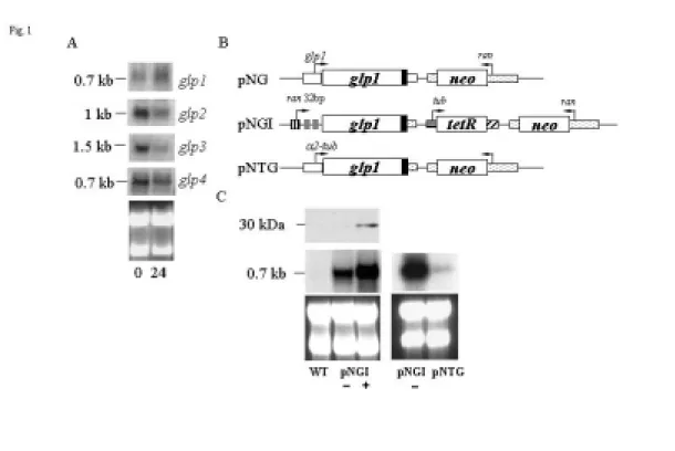 Fig. 1. Analysis of glp1 gene expression. (A) Northern blot analysis of glps 