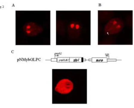Fig. 2. (A) Nuclear localization of GLP1. The pNGI transfectants were cultured in  growth medium with (right panel) or without (left panel) tetracycline for 24 hr and  then subjected to immunofluorescence analysis, using anti-AU1 antibody for  detection
