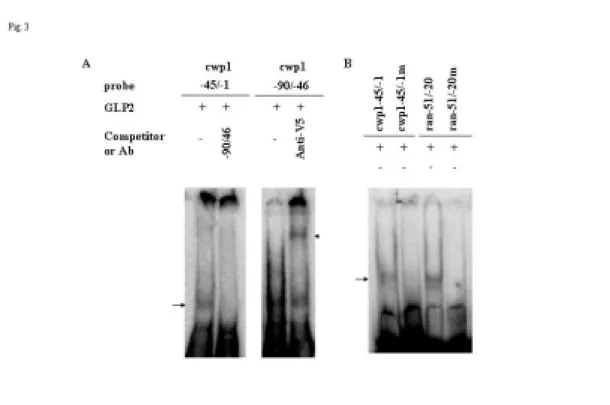 Fig. 3. DNA-binding ability of GLP2 revealed by electrophoretic mobility shift assays
