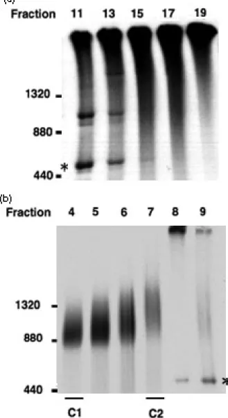 Figure 3. Blue-native PAGE analyses of fractions from the two precursor peaks.