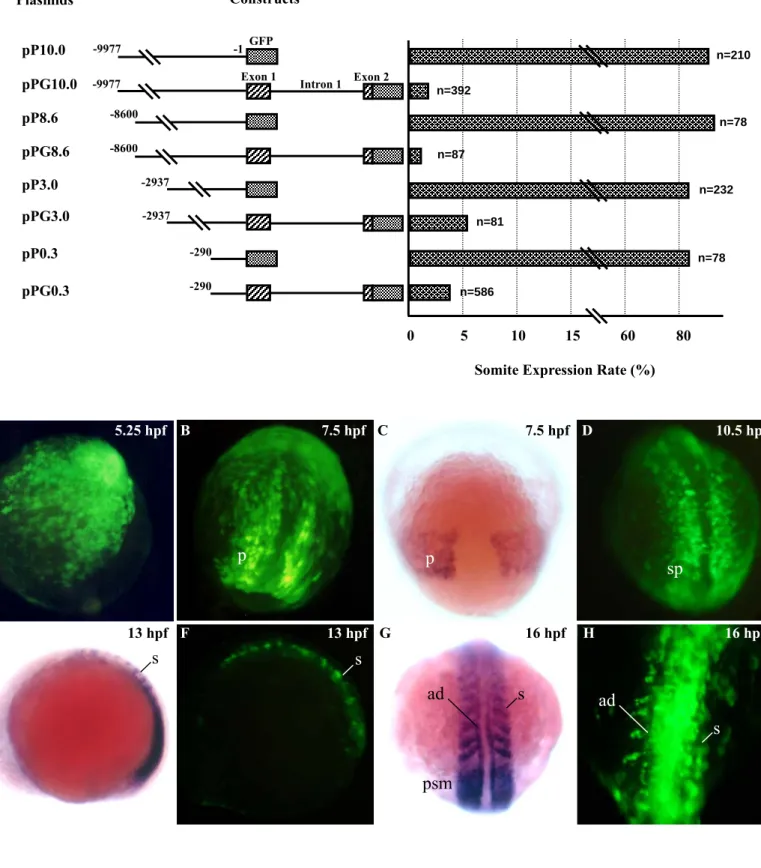 Fig. 1 Plasmids pPG10.0pPG8.6pPG3.0pPG0.3pP10.0 Constructs-2937-290 0 10 80 n=210 n=392n=87n=81n=586 GFPExon 151560