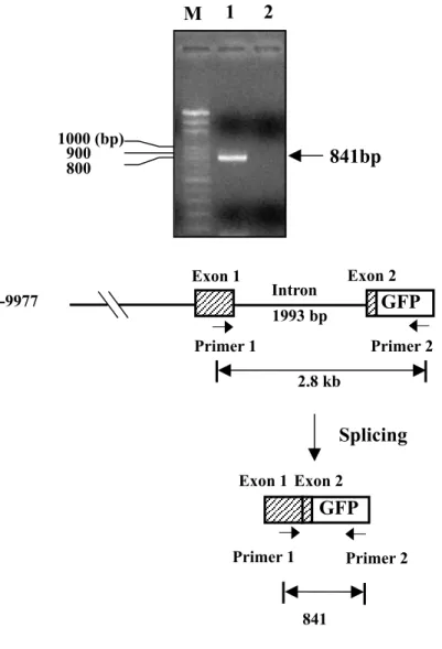 Fig. 2.  -9977 Primer 1 Primer 22.8 kbM128009001000 (bp)841bpExon 1Exon 21993 bpIntron GFP Splicing GFP Exon 1 Exon 2Primer 1Primer 2 841 