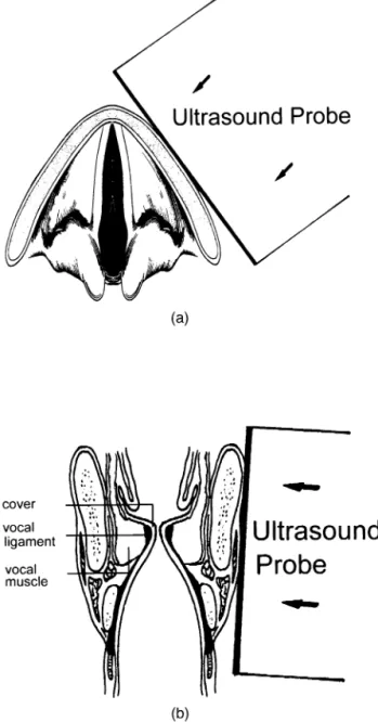Fig. 2. Schematic diagrams of the US transducer’s position and direction. (a) Horizontal view of the vocal folds; (b) coronal