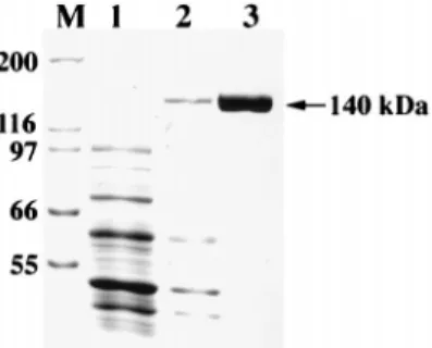 FIG. 1. Expression and purification of His-tagged recombinant FenB. Cell extracts obtained from cells before (lane 1) and after (lane 2) IPTG induction and proteins eluted from His-Bind column (lane 3) were analyzed by SDS-PAGE and stained by Coomassie blu